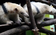Mravenečníci jsou opět k vidění. Návštěvníkům se ukážou i dvě mláďata