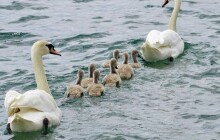 Labutě v Prostějově vyvádějí mladé. Krmit vodní ptáky není vhodné, upozorňuje město veřejnost