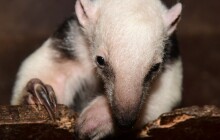 Mláďata mravenečníků v Zoo Olomouc. Podívejte se, jak vypadají