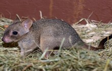 Foto: Malý klokánek z&nbsp;olomoucké zoo se poprvé ukazuje světu