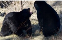 Dobré ráno! Baribalové v Zoo Olomouc se probudili po zimním spánku