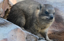 Nová mláďata ve výběhu damanů. Příbuzným slonů se v olomoucké zoo daří