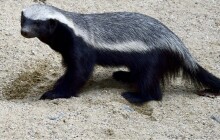 VIDEO: Radostní medojedi dovádí v Zoo Olomouc. Podívejte se