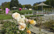 SOUTĚŽ: Rozárium vzkvétá již 50 let. Vyrazte s Reportem na výstavu růží