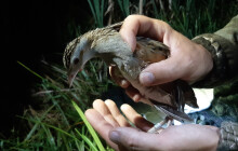 Olomoucká zoo se zapojila do ochrany chřástala