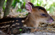 Štěkajícím jelenům se v olomoucké zoo daří. Jak vypadají mláďata?
