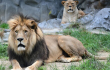 Statný lev se vrátil domů. Šimonovu kostru zoo vystavila