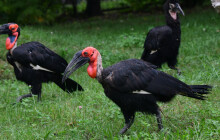 Prázdný výběh po gepardovi zaplnili kaferáci. Zoo se raduje z klidného mezigeneračního soužití