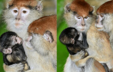 Zoo Olomouc má nové mládě: nejrychlejšího primáta na světě