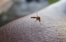 Odborníci v části Olomouce provádí postřik proti komárům, aby se nepřemnožili