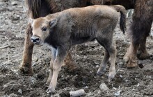 V minulosti ohrožený druh. Teď se v Zoo Olomouc narodila dvě mláďata zubrů