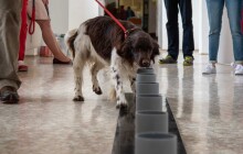 Psi vycvičení na rozpoznání koronaviru? Úspěšná metoda, k vidění byla i v Olomouci