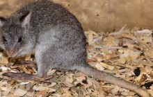 Olomoucká zoo získala dva klokánky rudohnědé, už je mohou vidět návštěvníci