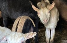 Desítky zubožených koz na Šumpersku. Jsou vyhublé a nesou znaky příbuzenské plenitby
