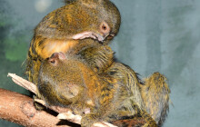 Nejmenší na světě. V olomoucké zoo se narodila kosmaní dvojčata