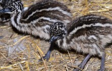 Druhý největší pták planety má mláďata. V Olomoucké zoo se to podařilo poprvé