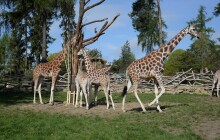 Olomoucká ZOO v pondělí otevře svůj venkovní areál