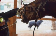 Zubaře potřebují i koně. Iva Vodičková umí ošetřit i ty neklidné