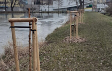 Náhradní výsadba bude potřebovat náhradu. Vandal břízy poškodil