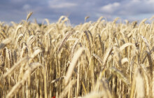 Žně brzdí déšť. Farmáři na Hané mají sklizeno méně než loni