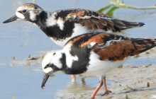 Na Přerovsku se nečekaně objevili kameňáčci pestří, žijí ve Skandinávii