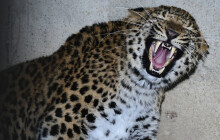 Dvojčata levhartů přijela do Olomouce. Hledají nový domov