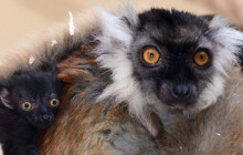 V olomoucké zoo se po osmileté pauze narodila dvojčata lemurů tmavých