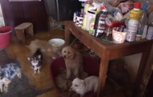 VIDEO: Přivýdělek k důchodu? Seniorce z Olomoucka odebrali z množírny stovku psů