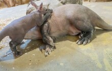 Mláděti hrabáče kapského se daří! Už má téměř 7 kilogramů