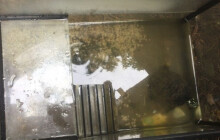 Policie zachránila opuštěné želvy, někdo je odložil u popelnic v Olomouci