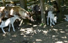 Mláďata sobů v Zoo Olomouc. Narodilo se jich osm