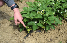 Jahody nejsou, Slavonín vzali sběrači útokem. Skrbeň otevře v sobotu