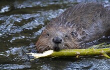 Kraj chce prodloužit výjimku k odstraňování bobřích hrází. Roční škody jdou do milionů