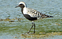 VIDEO: Kulíci bledí a další rarity. Vzácní ptáci se objevili v Záhlinicích