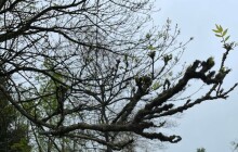 Jasany mizí z lesů v Olomouckém kraji. Ničí je invazivní houba z Asie