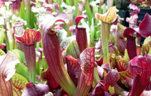 Až třicet let staré rostliny. V Olomouci začne výstava masožravek