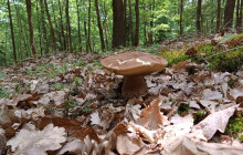 Kam na houby? Meteorologové spouštějí mapu hub