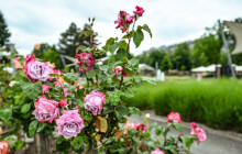 Olomoucké rozárium ožije sportem. Přichází festival Vyznání růžím