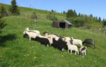 Psi jen na vodítku. Na horských svazích se budou pást ovce