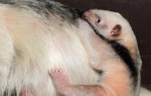 Mravenečníkům se v zoo daří. Olomoucká zoo patří mezi úspěšné chovatele