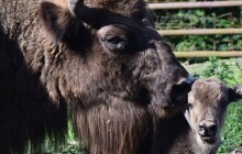 Olomoucká zoo přivítala dvě nová zubří mláďata