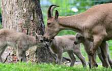 Jsou jich už jen stovky. V Zoo Olomouc se narodilo 13 mláďat