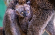V&nbsp;olomoucké zoo se narodili lemuři. Nyní jsou dvojčata k&nbsp;vidění ve výběhu