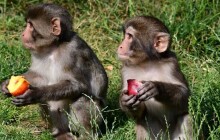 Chroničtí útěkáři, zloději i milovníci smetany do kávy. Tlupa makaků ze Zoo Olomouc se rozrostla o další členy