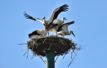 Kde hnízdí čápi? Hlídají je webkamery