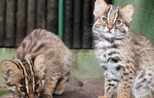 Koťata vyběhla. Návštěvníci zoo je ode dneška uvidí venku