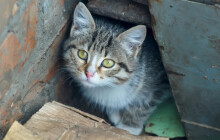 Město podpoří kastraci koček. Bojuje tak proti těm toulavým