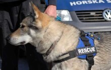 Pátrání po pohřešovaném mladíkovi pokračuje. Do akce se zapojila i Horská služba s pátracími psy