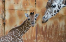 Olomoucká zoo se rozrostla o mládě žirafy Rothschildovy, start mělo náročný