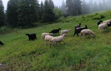 Do Jeseníků se po 80 letech vrátili pastevci ovcí, pomohou vzácným rostlinám